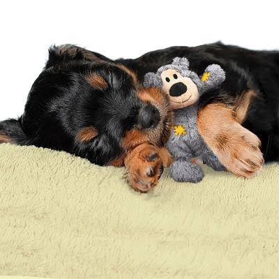 Pelúcia Para Cães Kong Ursinho Wild Knots - Image 3